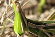 Giant Green Slantface Grasshopper (Acrida conica)